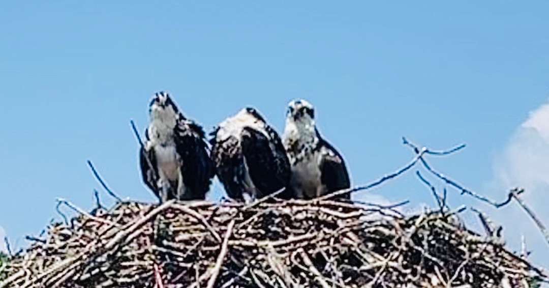 What is the mid atlantic region - ospreys